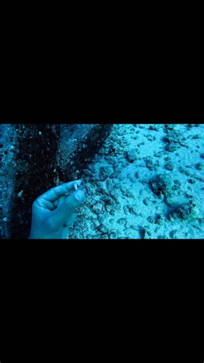 7.8K views · 11 comments | What the Shell Wednesday - Episode 6 - Sunrise Shells One of Hawaii’s most sought after seashells  #hawaii #seashells #endemic #sunriseshell | Nick Jager | Facebook