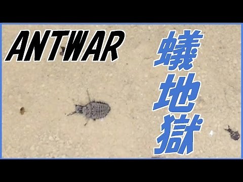 蟻戦争＃75 アリの天敵アリジゴクを飼ってみた編～antlion～