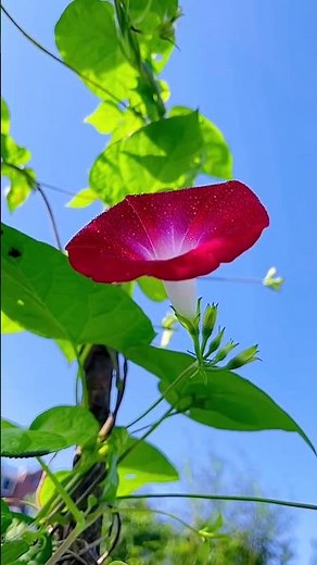 "Nature’s Alarm Clock 🌞 | Morning Glory Bloom in 8 Seconds!" #flowers #plants
