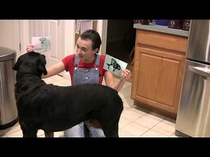 Sophia Conte's Science Fair Project on Pavlov's Dogs