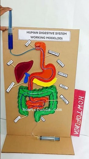 human digestive system working model for science exhibition - shorts - diy - howtofunda - biology