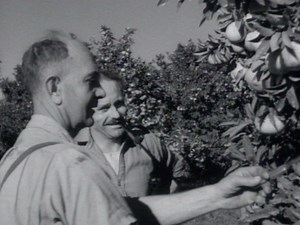 Weekly Review No. 258 - Civvy Street  | Short Film | NZ On Screen