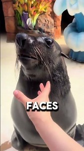 This is why seals seek help from humans #seals #ocean