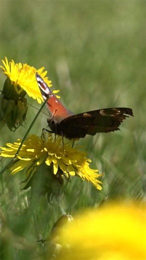 Happy Winter Solstice! Today marks the shortest day and the longest night of the year 🌙 While we cosy up, here's a little reminder of brighter days to come. | Butterfly Conservation
