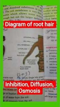 Diagram and characteristics of root hair, imbibition, diffusion, osmosis #biology #icse #icseboard