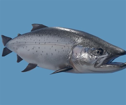 ArtStation - Salmon Fish - Peixe Salmao Low-poly 3D model | Game Assets