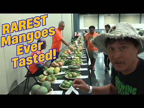 250+ Rare Mango Varieties in One Place? Florida Mango Festival 2025