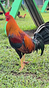 Na delete upload ko ulit🥰 #fypシ゚ #fypviralシ | Iron Bird GF