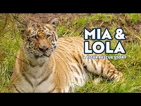 Mia & Lola: A Tiger Rescue Story