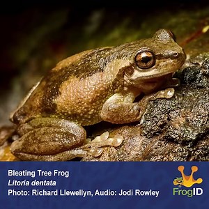 9.6K views · 93 reactions | The loud and very high-pitched call of the Bleating Tree Frog (Litoria dentata) is one that may be missing during the cooler months in NSW and southeast QLD. Help us understand their breeding seasons by regularly recording their calls with the #FrogID app. #CitSciOz | Frog ID | Facebook