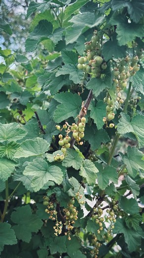 It’s currant season! Which marks the start of the new growing season in my books. And seeing the kids pick their own food is honestly one of those moments of all the hard work of gardening paying off 💚💚 . . #urbangardener #gardengoals #organicgardening #selfsufficientliving #frugalliving #nzmumlife | Urban Self Sufficiency NZ