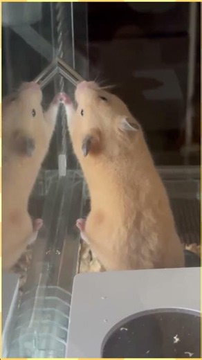 【速報】ハムスターのASMR集をまとめてみたｗｗｗｗ #shorts #hamster #ハムスター #kawaii #キンクマハムスター #おもしろ動画 #キンクマ #飼育 #ゆっくり