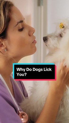 Why Do Dogs Lick You? Discover the Reasons Behind This Behavior