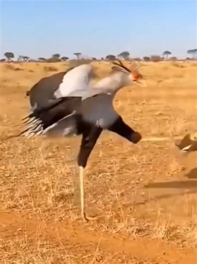 #worldanimals# Discover # interesting view # foryoupyyg #foruyou #foryou##foruyou