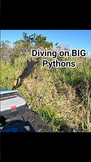 DIVING ON BIG PYTHONS! #python #snake #wildlife #florida #nature