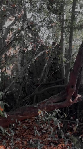 Join the LIVE Incentive Program and Make Friends