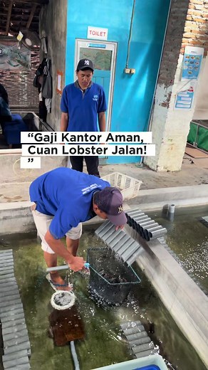 Cara Mudah Budidaya Lobster Air Tawar untuk Cuan Tambahan