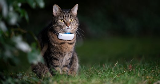 Een GPS-tracker voor je kat? Dit zijn de voordelen én mogelijke risico’s