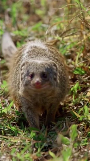 “Python vs Mongoose – Unbelievable Jungle Fight Caught on Camera!”