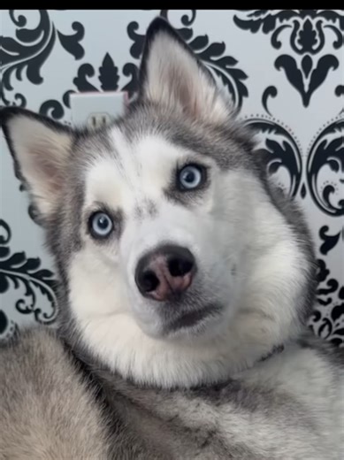 Talking Dogs: Hilarious Moments with Pets