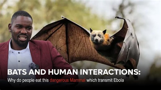 BATS AND HUMAN INTERACTIONS: Why Do People Eat This Dangerous Mammal Which Transmit Ebola #viral | 54 Science Africa