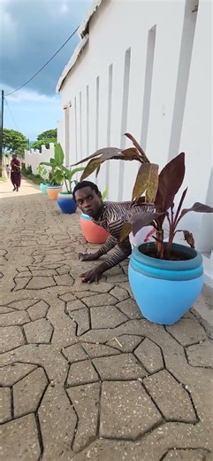 African Gorilla 😄 😄