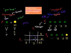 6.Homozygous and Heterozygous genotype (HSC biology)