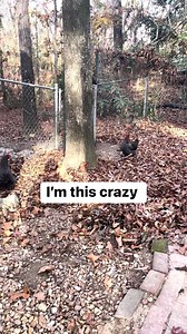Chicken scream? I’m on it. Predators better watch out. I’m pretty fast. In this case it was a…… stray kitten 😂 #chickensofinstagram #backyardchickens #prey #mamabear | Jessica Whittington