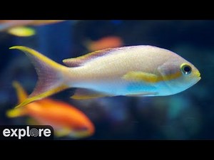 Coral Predators Cam powered by EXPLORE.org