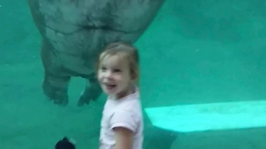 Walrus delights little girl with a kiss through the glass