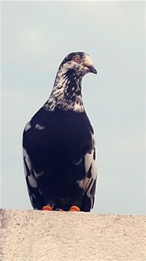 High Flyer Pigeons 🦜🕊️❤️💯🐤