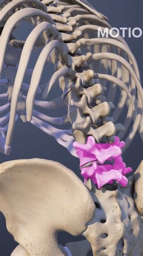 See all the functions of the L4-L5 motion segment of the spine. | Spine-health