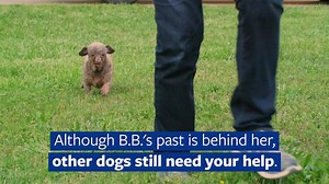 890K views · 6.2K reactions | Meet B.B., a puppy mill survivor who was found living in darkness and filth with over 100 other dogs. Puppy mills condemn countless dogs to lifetimes of suffering and loneliness. Donate today to help expose puppy mills, strengthen laws to protect dogs, and carry out our other lifesaving work. | Humane World for Animals | Facebook