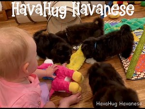 Fluffy Chocolate Havanese Puppies = Pure Joy!
