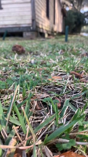 4.7K views · 168 reactions | Flan the box turtle strikes a pose while out for a walk! Flan was attacked by a dog on Jekyll Island. While in the hospital, Flan got regular walks outside for physical therapy. Thankfully, Flan recovered and was released earlier this month! | Georgia Sea Turtle Center | Facebook