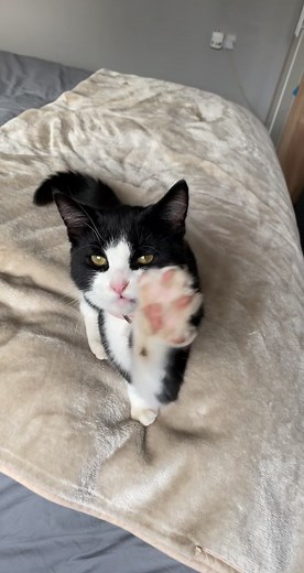 Adorable Black and White Cat and Kitten Compilation Video