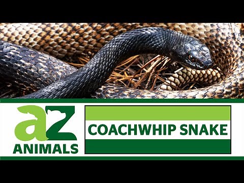 Coachwhip Snakes: Incredible Facts, Habitat, Size, Diet, and More