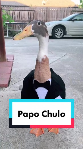 You can call me Papi Chulo (Instagram: Titotheducky)