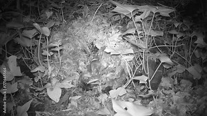 Waldmaus (Apodemus sylvaticus) vor ihrer Wohnung in einem Laub- und Reisighaufen