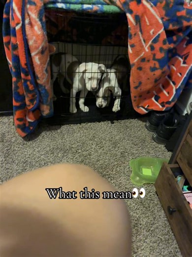 First time pit owner | Pitbull