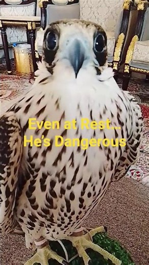 Even at Rest, This Falcon Is Watching Everything