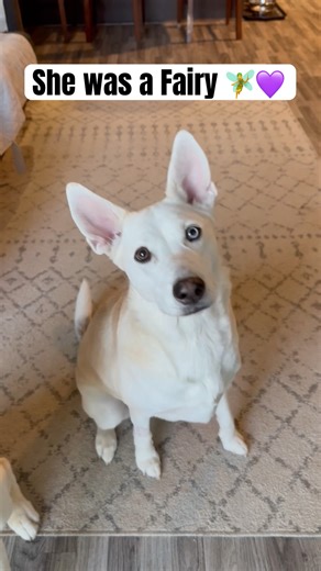 Harper, the fairy princess 🧚💜#dogs #cuteanimals #cutedogs #puppy #huskymix #husky #cute #dog