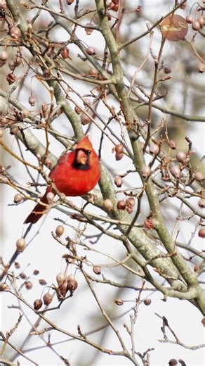 WINTER SURVIVAL: The Red Cardinal’s Cold Morning