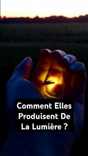 Comment Les Lucioles Produisent De La Lumière ? 🦗 #shorts
