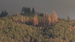 208K views · 26 reactions | The extended drought and an insect invasion has led to a huge loss to the mountain forests in California. | Very Local | Facebook