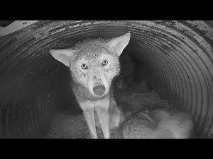 Curious and Cute Red Wolf Yearling