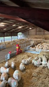 Who needs a lambing shed like this? 😍👌 Credit: Lucy_Lambs on TikTok | Thatsfarming.com