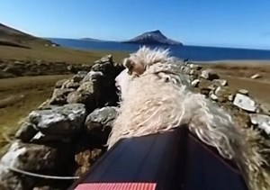 フェロー諸島、ストリートビューが来てくれないので羊が撮影した「シープビュー」公開 - MdN Design Interactive