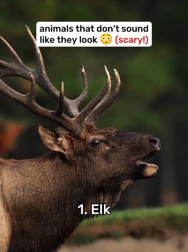 Unbelievable Scariest Animal Sounds Compilation