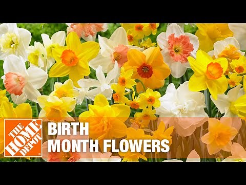 Birth Month Flowers | The Home Depot